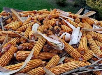 Naslovna