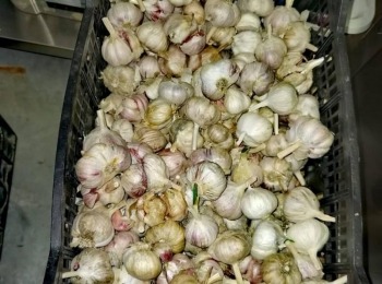 Agroturizam Stefanic