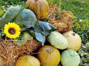 485807343 1083314383837828 2991106990187717615 n