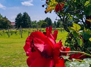 499603630 1129522782550321 4518636488193251061 n