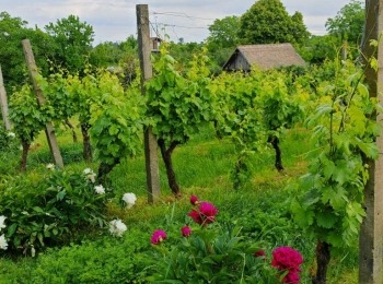 499712178 1129522075883725 5679240230239589978 n