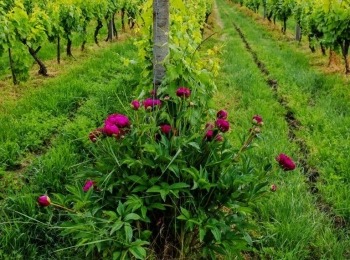 499917589 1129521959217070 7885026159413248582 n