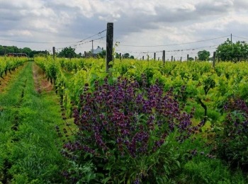 499919769 1129522042550395 6804510282380459635 n