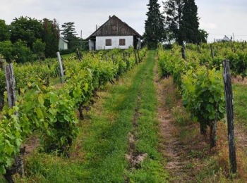 500134224 1129522149217051 5524378351534971005 n