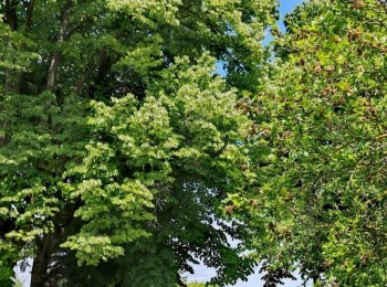 500390878 1129525115883421 1951304491946709181 n