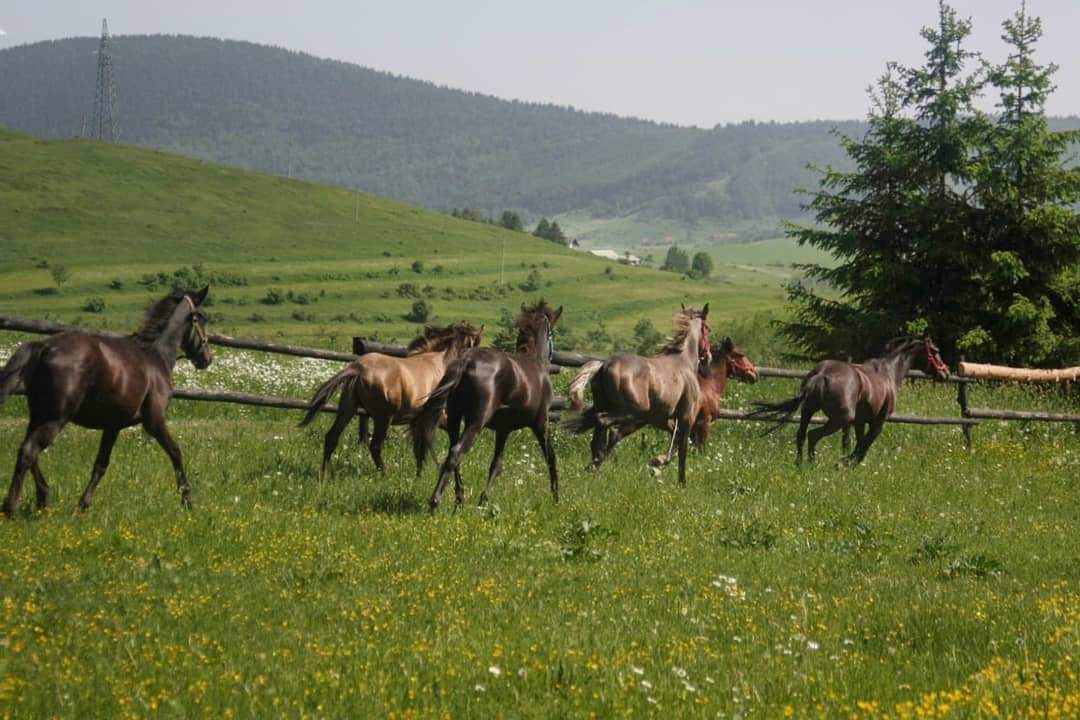 Uključivanje bosanskobrdskog konja u turističku ponudu Kupresa i Hercegbosanske županije  - 1